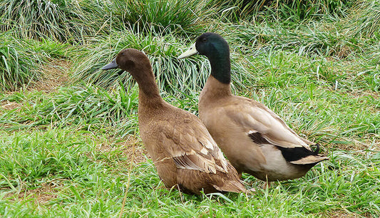 Khaki Campbell ducks -- The Egg Machine