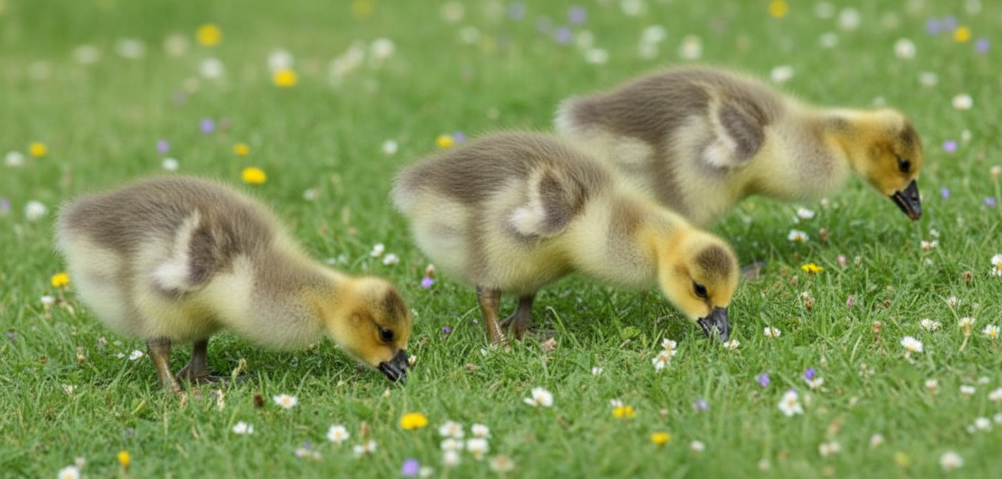 Brown Chinese Geese