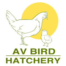 HATCHERY CHOICE ASSORTED BABY CHICKS