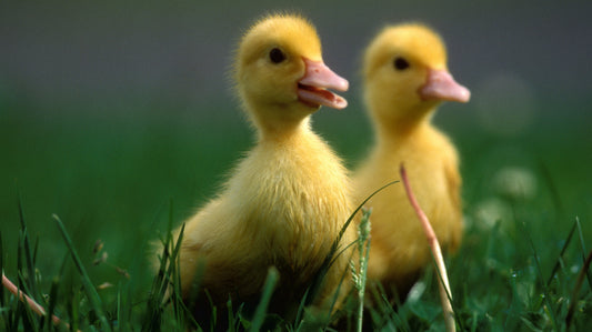 Jumbo Peking Ducks Hatching Eggs (Free Shipping)