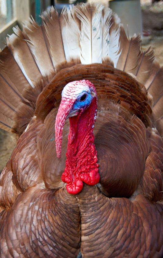 Bourbon Red Heritage Turkey Hatching Eggs. (Free Shipping)