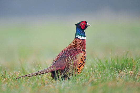 CHINESE RINGNECK Pheasants Hatching Eggs (Shipping Now) (Free Shipping)