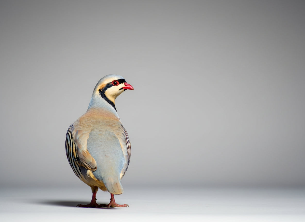 Chukar Partridge Hatching Eggs (Pre-Sale)