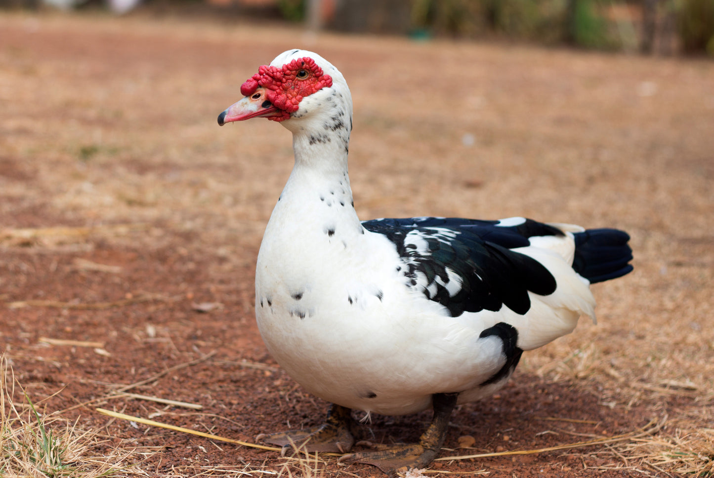 Muscovy Ducklings (Pre-Sale for 2026 Season)