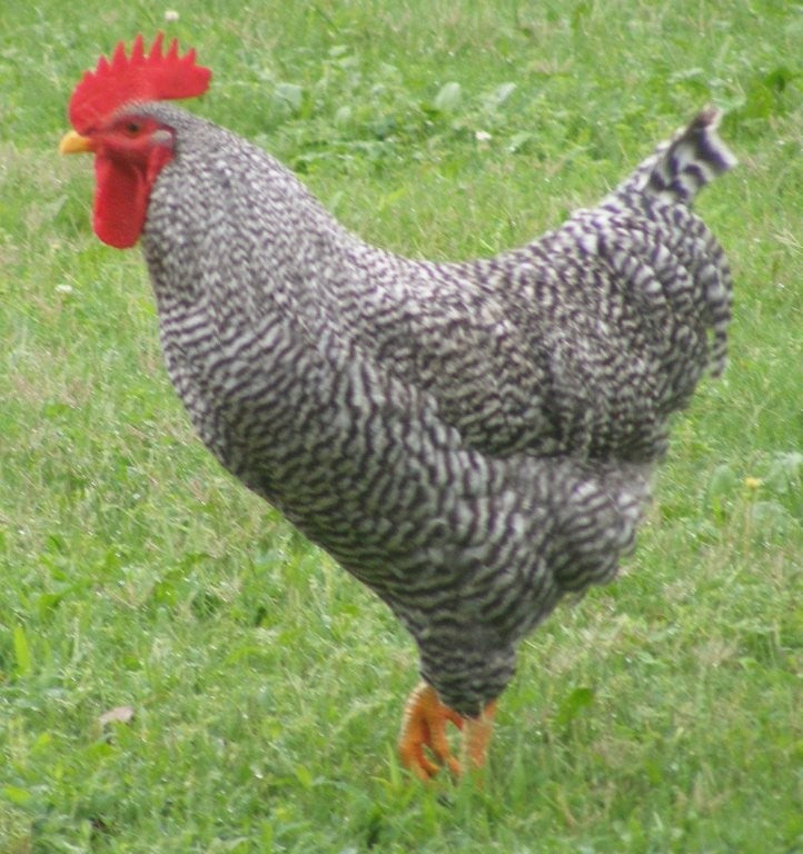Plymouth Barred Rock Hatching Eggs (Free Shipping)