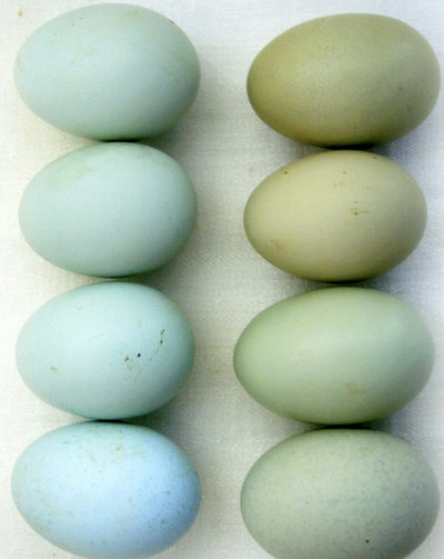 30 Farm Fresh Chicken Eggs (pick Up Only)
