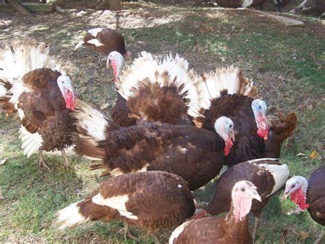 Assorted Heritage Turkey Hatching Eggs (Free Shipping)
