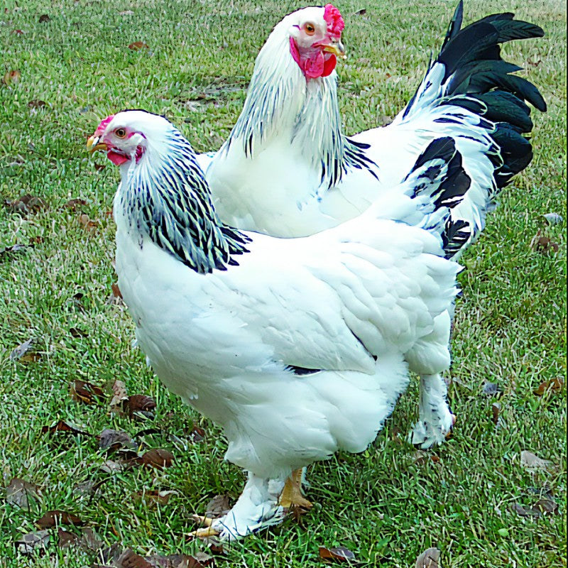Everything You Want to Know About Light Brahma Chickens - PetHelpful