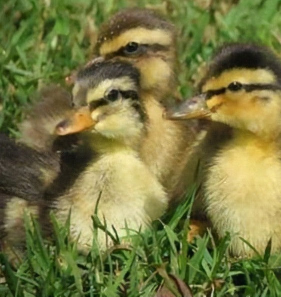 Mallard Ducks (Pre-sale 2026)