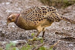 CHINESE RINGNECK Pheasants CHICKS (PRE ORDERS FOR 2026 SEASON)
