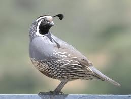 California Valley Quail