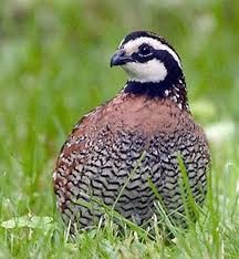 BOBWHITE QUAIL HATCHING EGGS