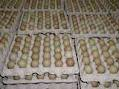 CHINESE RINGNECK Pheasants CHICKS (PRE ORDERS FOR 2026 SEASON)