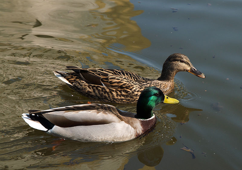 Mallard Ducks (Free Shipping)