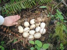 Eastern Wild Turkey Hatching Eggs. (Free Shipping)