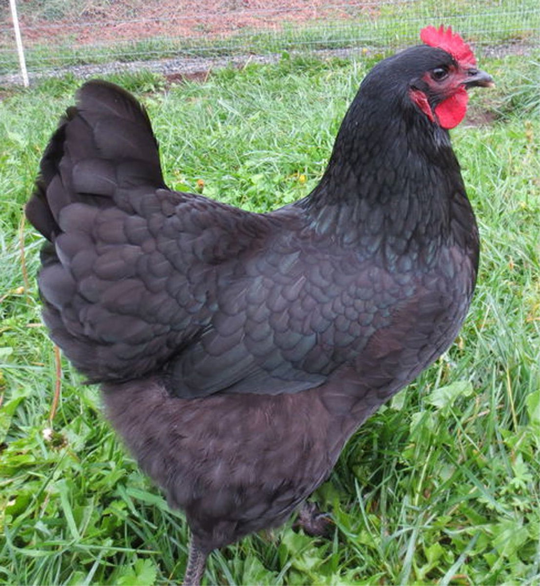 The Marvelous World of Black Australorp Chickens: More Than Just Feathered Friends