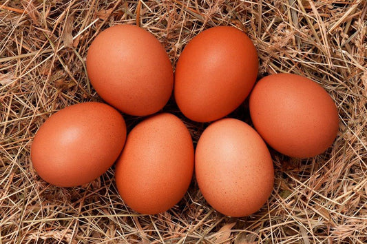 Unlocking the Secrets of Successful Chicken Egg Hatching: A Guide by AV Bird Hatchery