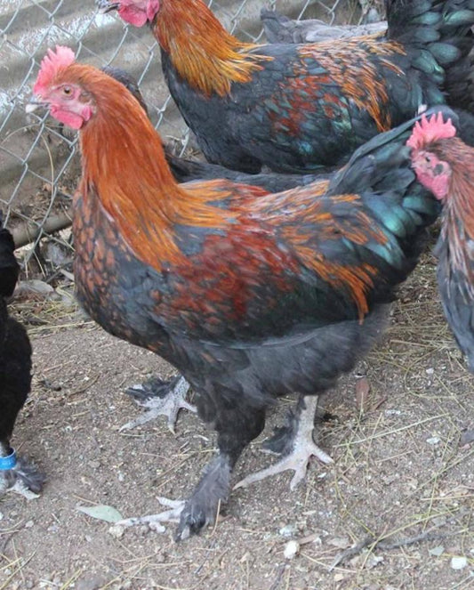Exploring the Charms of French Copper Maran Chickens: A Guide to Eggscellence