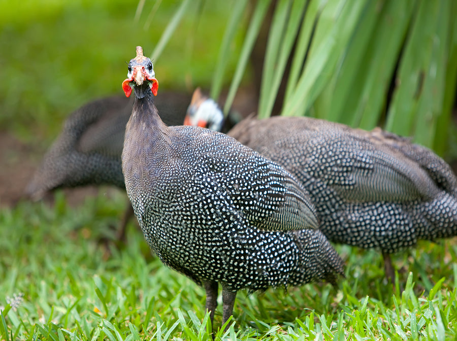 What are Guinea Fowl and how do they benefit your farm?