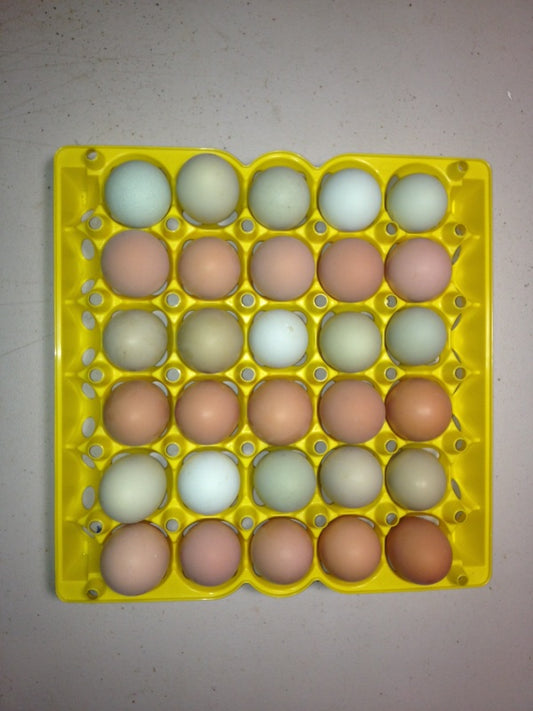 HATCHING EGGS CHICKENS, DUCKS, QUAIL, PHEASANTS, CHUKARS