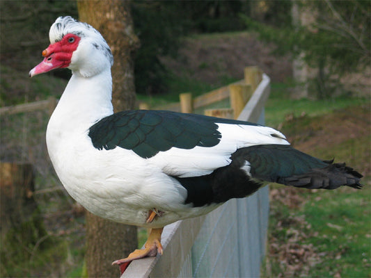 Muscovy Ducks growth & Market Weight