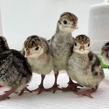 How to Choose and Store Fertile Turkey Eggs Before Incubation