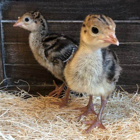 Brooder Setup Essentials for Turkey Poults — From Day 1 to Week 4