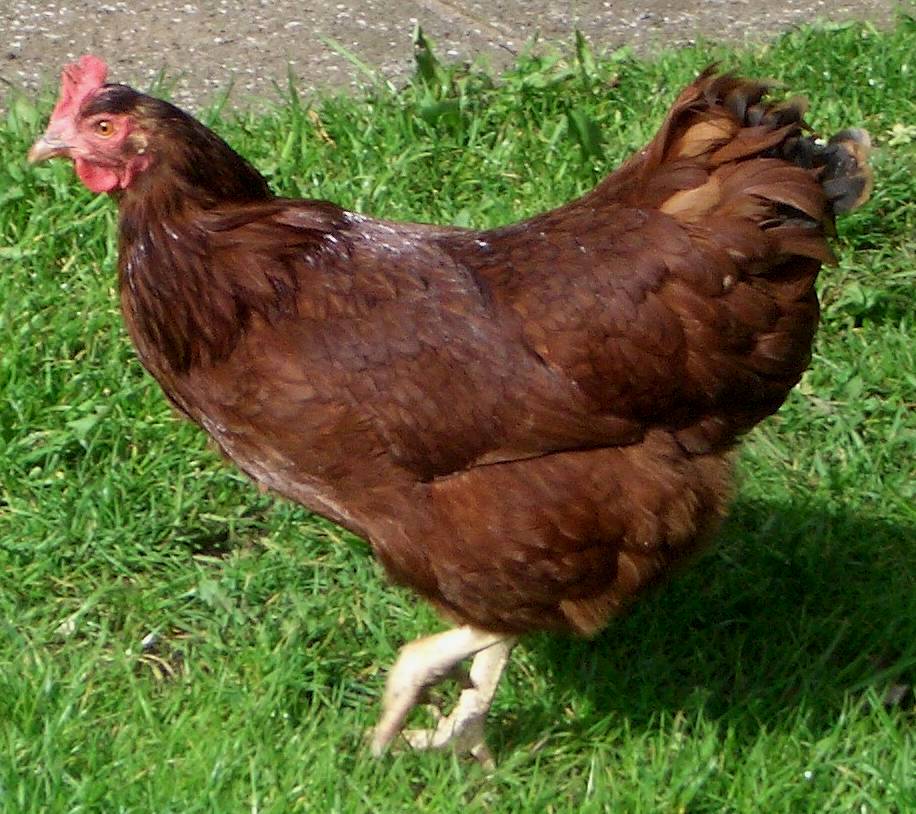 "The Golden Layers: Unveiling the Wonders of Rhode Island Red Chickens in Egg Production"
