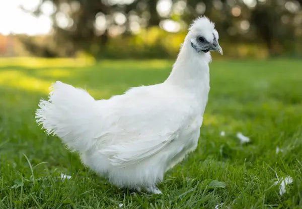 Feathers of Elegance: Exploring the Enchanting World of White Silkie Chickens