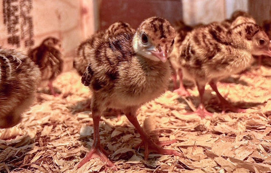 The Ultimate Guide to Hatching Turkey Eggs Successfully — From Incubation to Healthy Poults