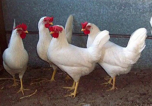 Eggstraordinary Layers: Unveiling the Wonders of White Leghorn Chickens in Egg Production