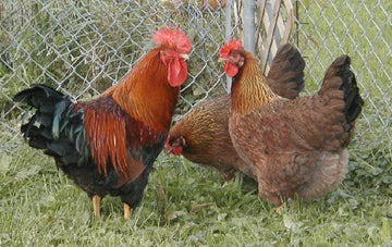 "Exploring the Enchanting Welsummers Chickens: A Comprehensive Guide"