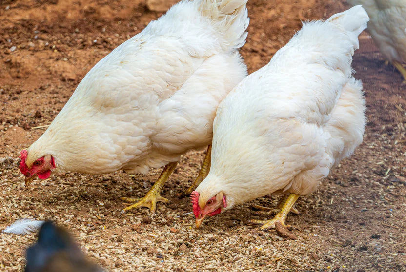 AMBERLINK BABY CHICKS (Free Shipping)
