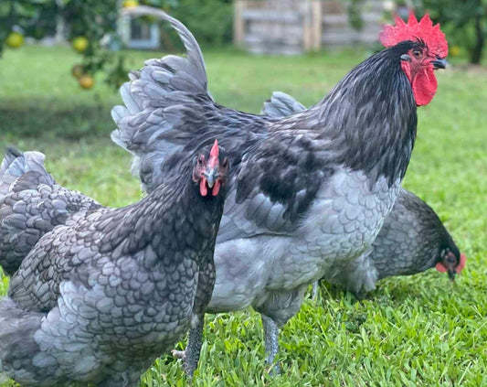 Blue Australorp Hatching Eggs (Free Shipping)
