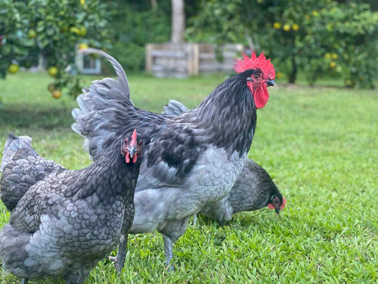 BLUE AUSTRALORP BABY CHICKS (Free Shipping)