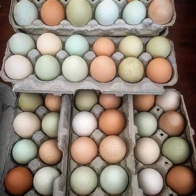 30 Farm Fresh Chicken Eggs (pick Up Only)
