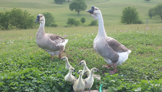 Brown Chinese Geese