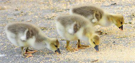 Brown Chinese Geese