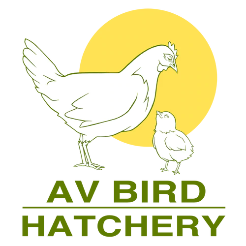 BUFF BRAHMA CHICKS (PRE-ORDERS FOR 2024 ONLY)