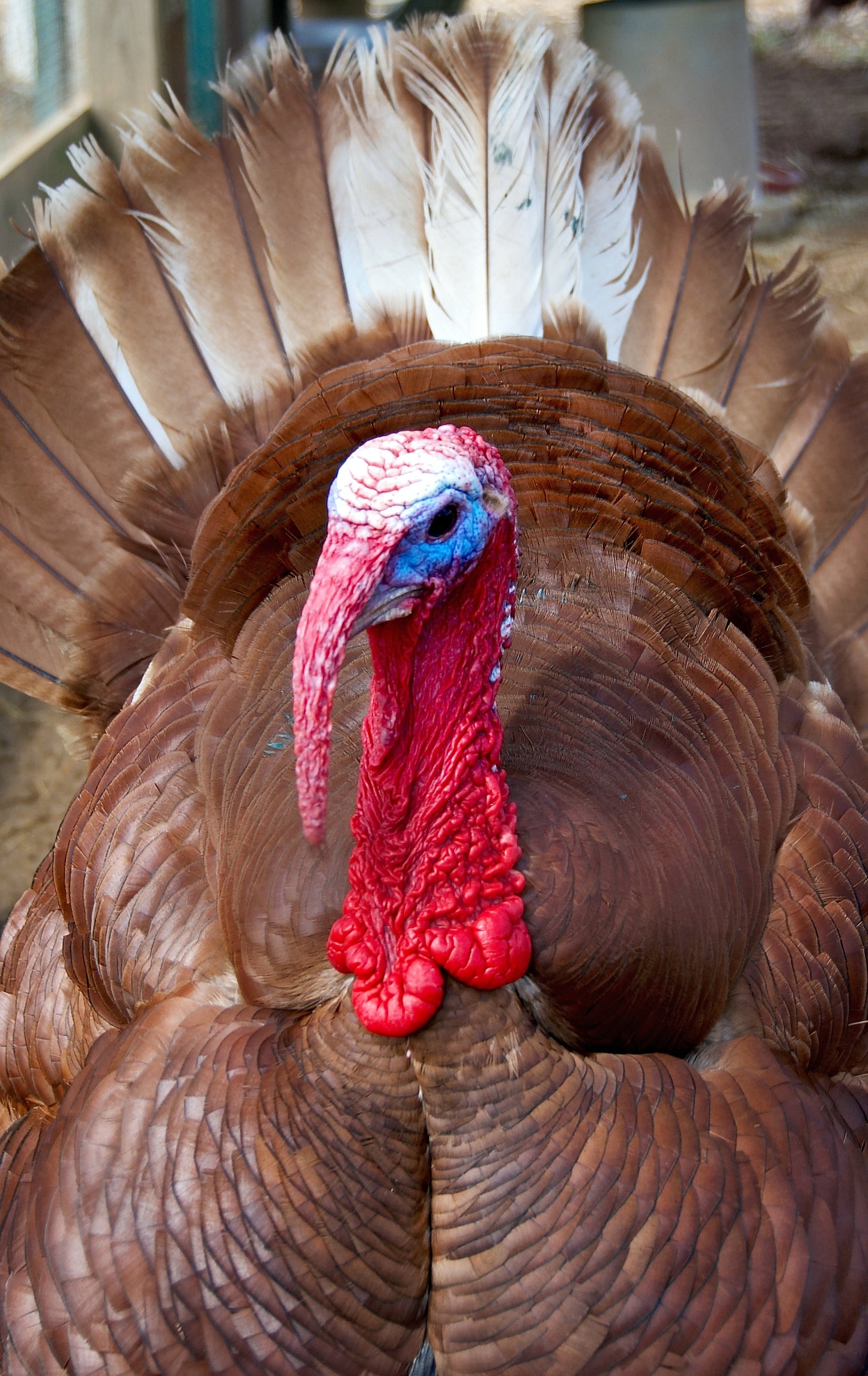 Bourbon Red Heritage Turkey Poults (Free Shipping)