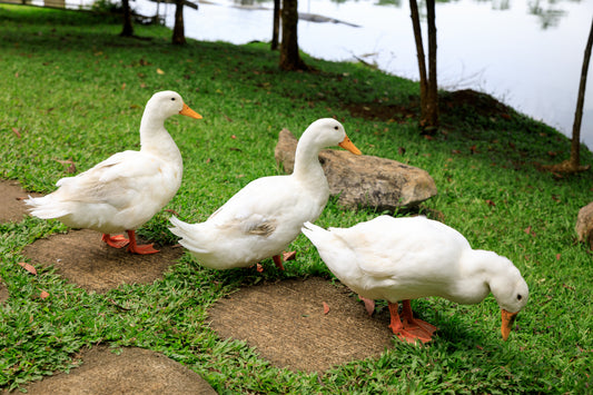JUMBO Peking Ducks (Free Shipping)