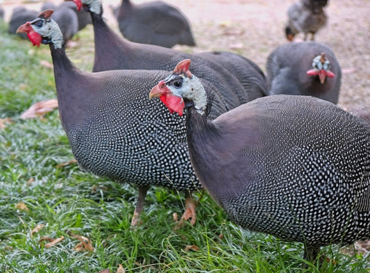 PEARL FRENCH GUINEA FOWL KEETS
