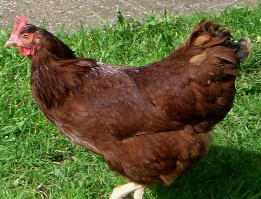 RHODE ISLAND REDS BABY CHICKS (Free Shipping)