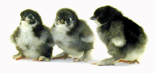 BLACK COCHIN CHICKS (Accepting Preorders for 2024)