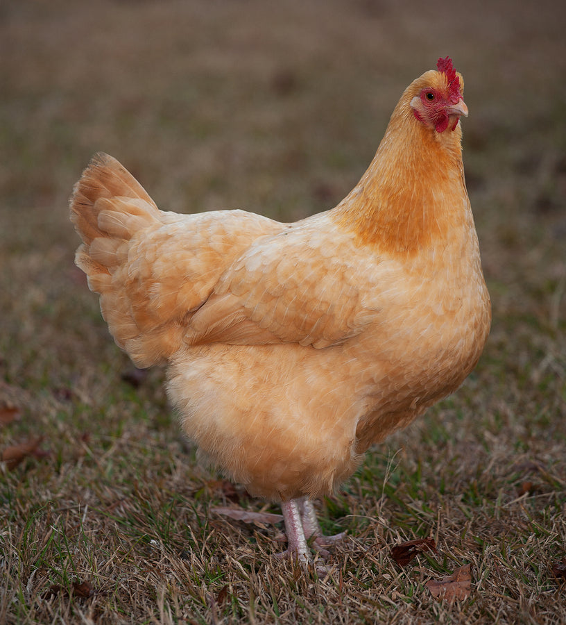 BUFF ORPINGTON. (Accepting Preorders for 2024)