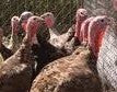 CHOCOLATE TURKEY POULTS (Preorders 2024)