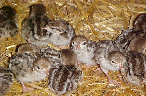 Blue Ridge Chicks Chukar Partridge CHICKS (PRE ORDERS FOR 2026) β AV Bird Hatchery