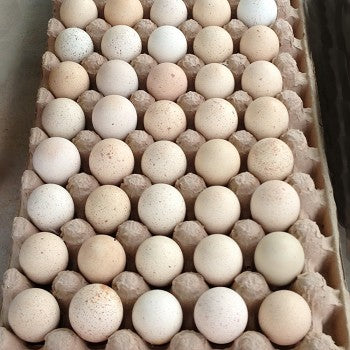 Chukar Partridge Hatching Eggs (Free Shipping)