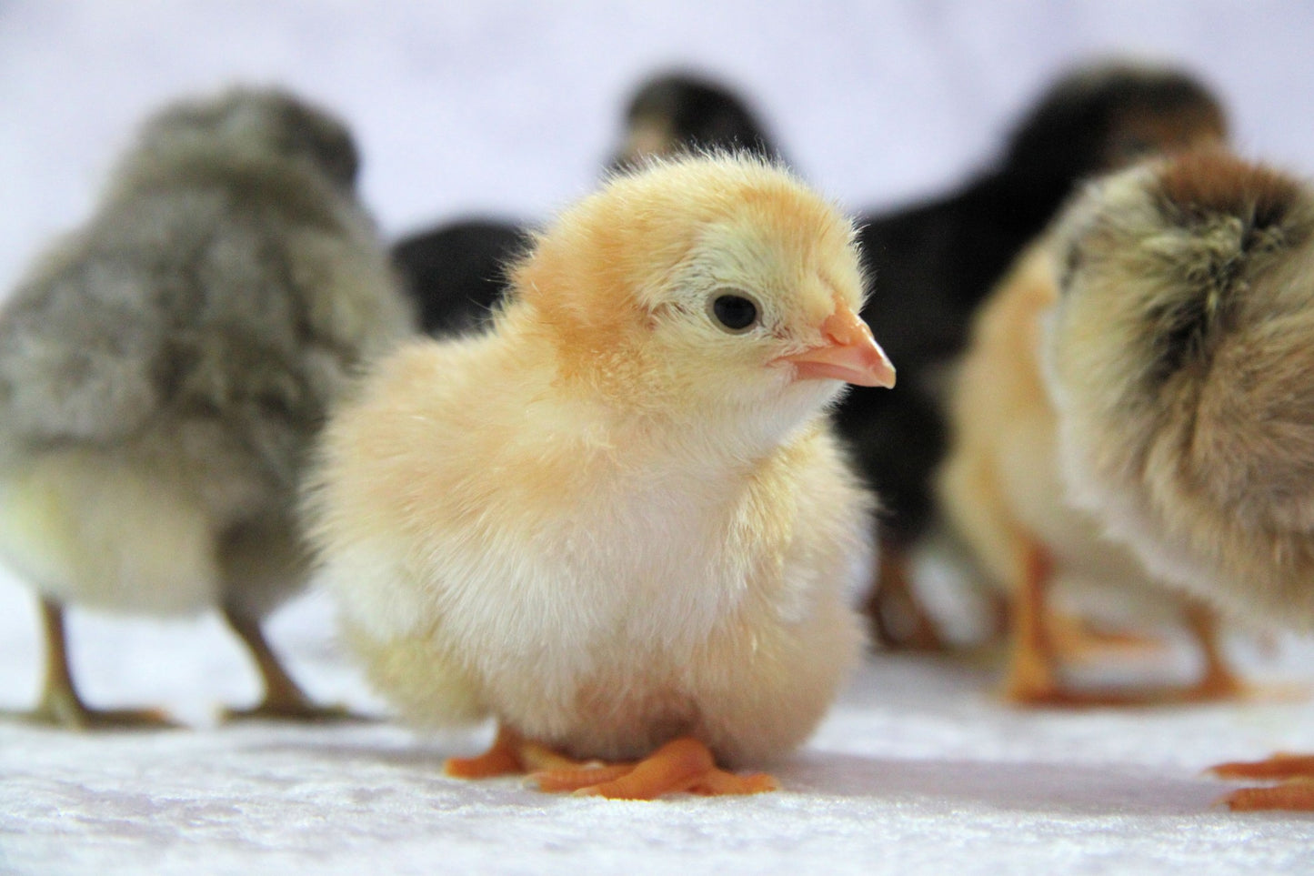Assorted Chicken Hatching Eggs (Free Shipping)