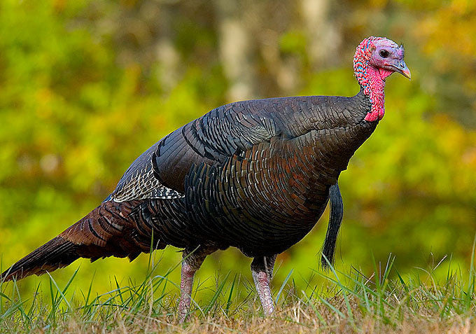 Eastern Wild Turkey Hatching Eggs. (Free Shipping)